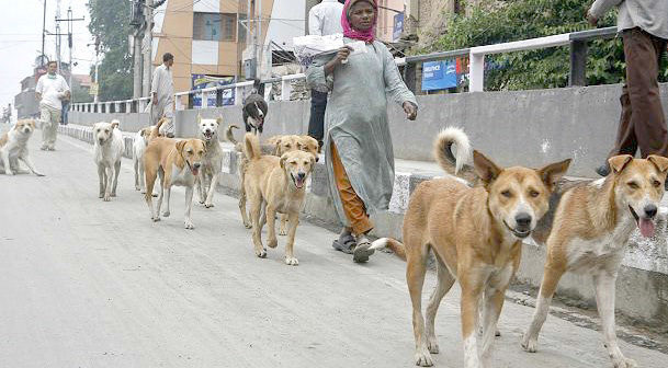 Click to enlarge As bear and leopard attacks continue, rising dog populations take its toll – 6264 dog bite cases in 2015-16