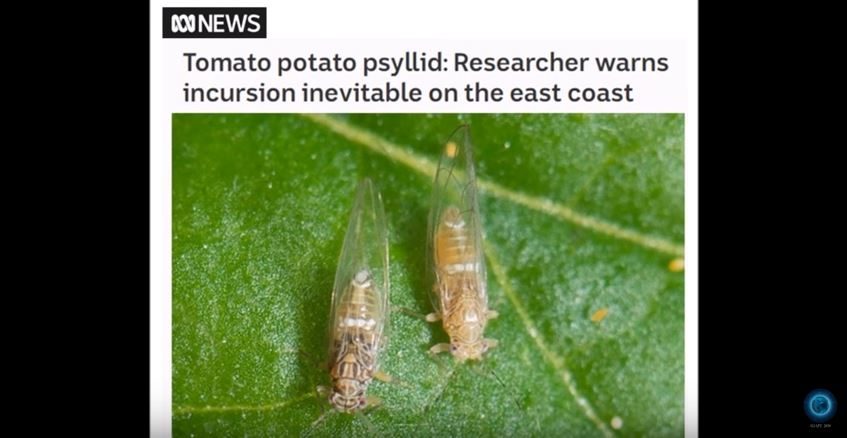 tomato potato psyllid