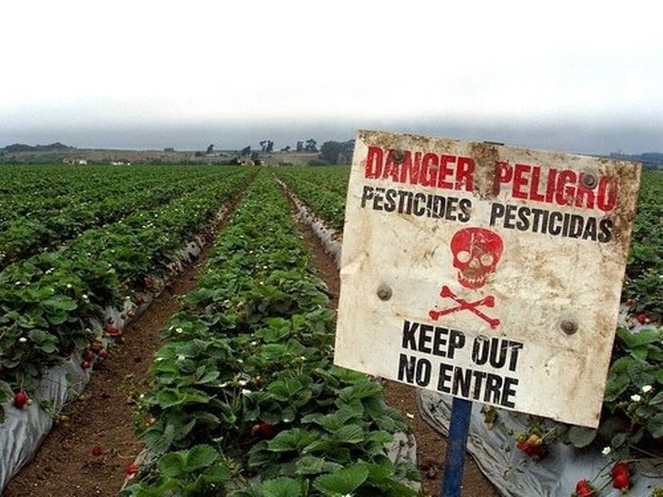 Click to enlarge Monsanto
