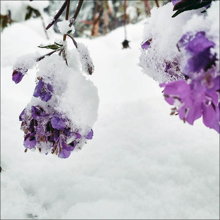 Click to enlarge snow Russia