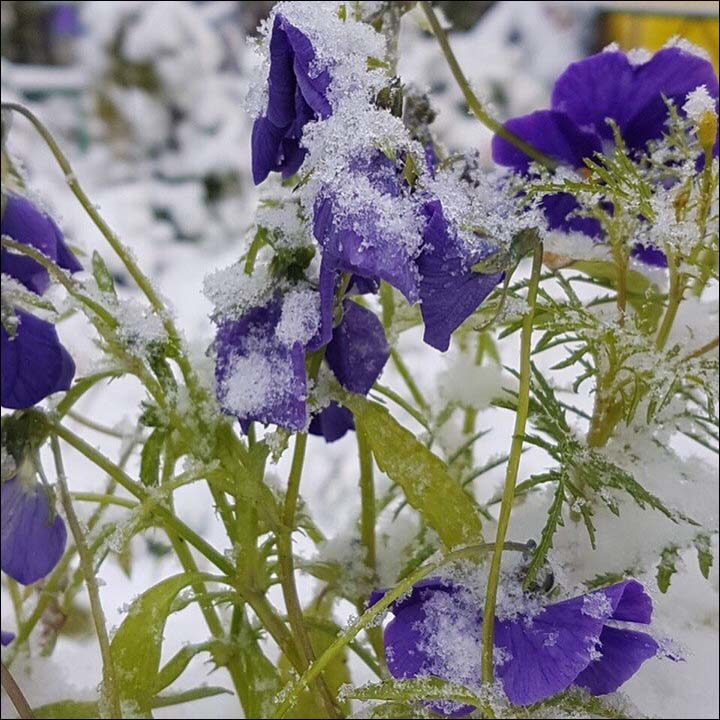 Click to enlarge snow Russia