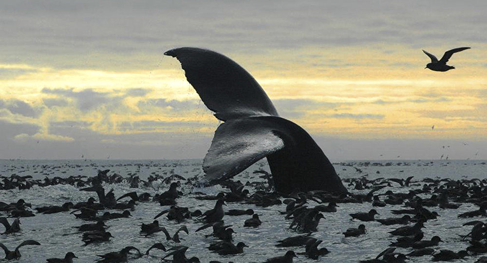 Whale sea