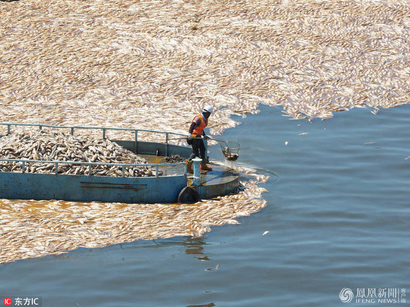 Workers on a boat yesterday remove dead fish from the banks of the Keelung River in Taipei.