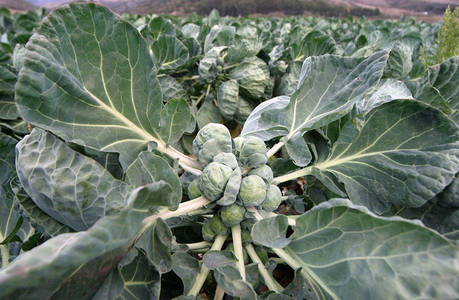 brussels sprouts