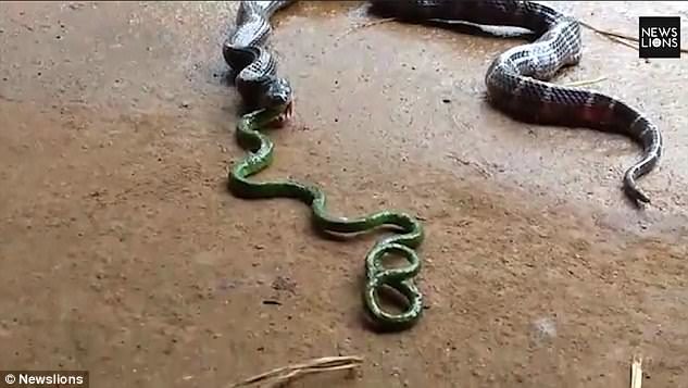 'While the Common Indian Krait is a species of venomous snake