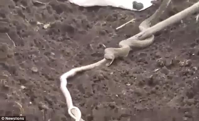 Click to enlarge The cobra regurgitated a whole snake before it was placed in a bag and released into the wild