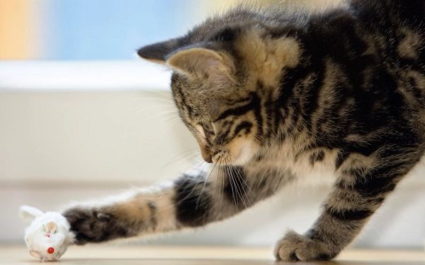 cat with toy