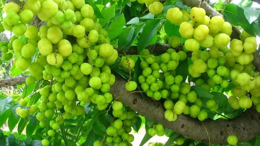 Indian Amla Tree
