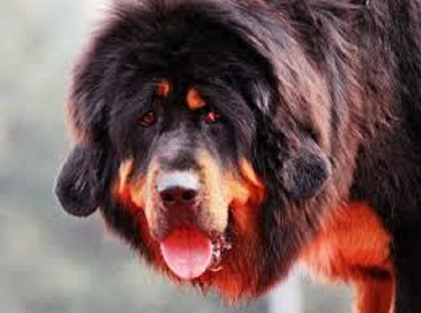 Barking dog