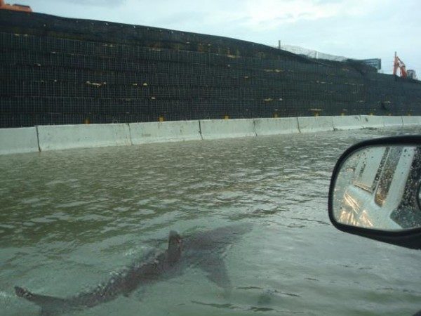 Click to enlarge Shark swimming on Highway