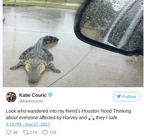 Click to enlarge Fake loose alligator
