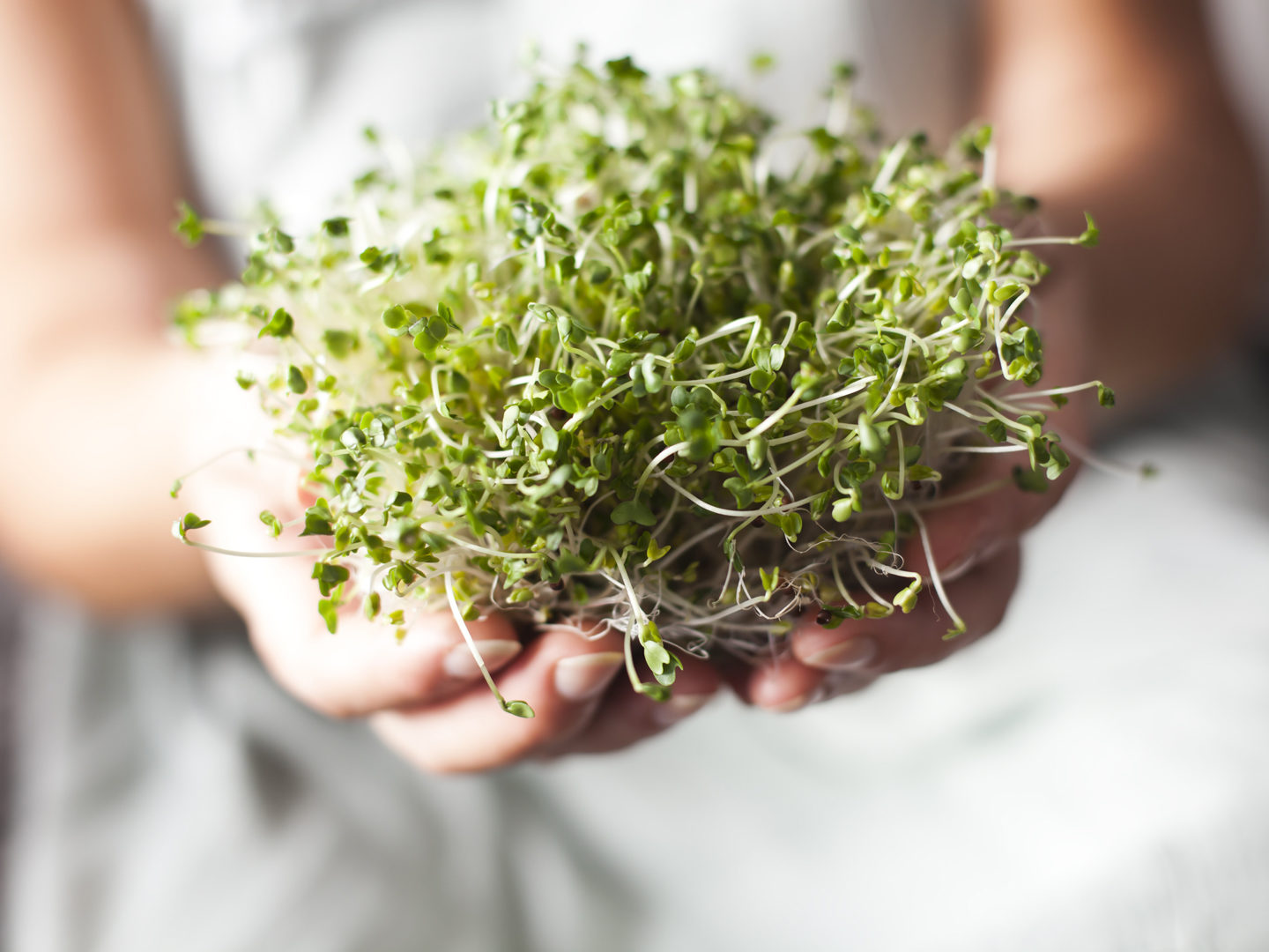 broccoli sprouts