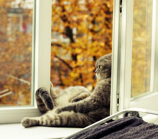 Click to enlarge Autumn cat