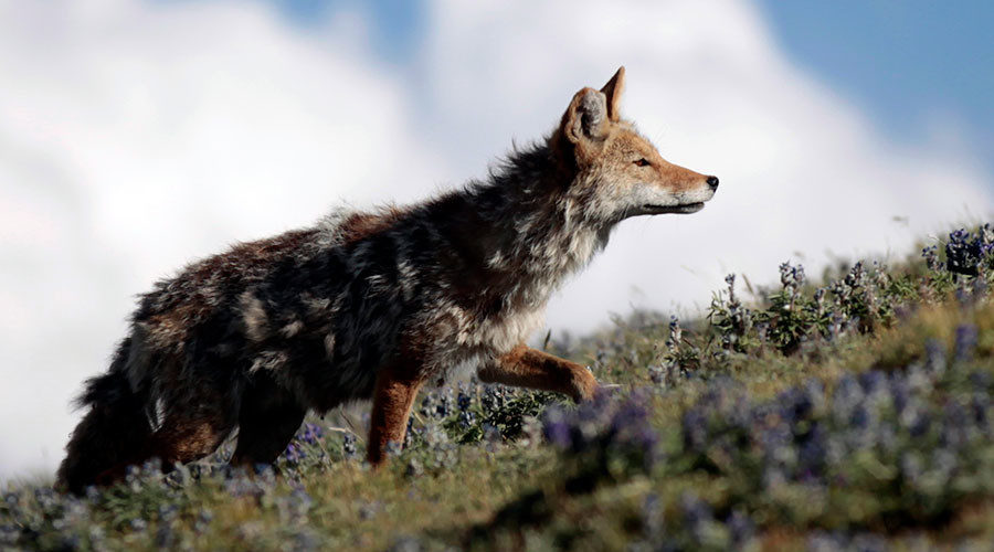 mangy coyote