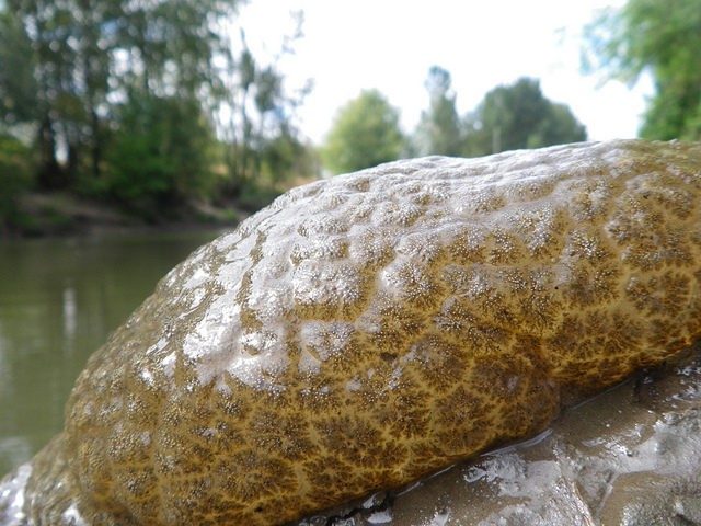 Pectinatella magnifica