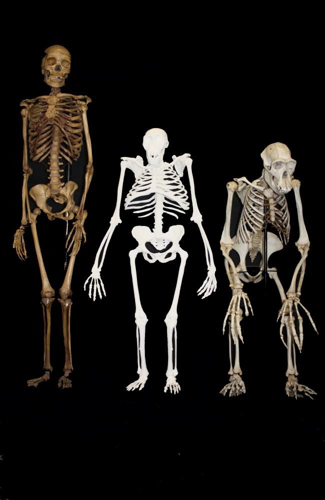 Click to enlarge skeletons