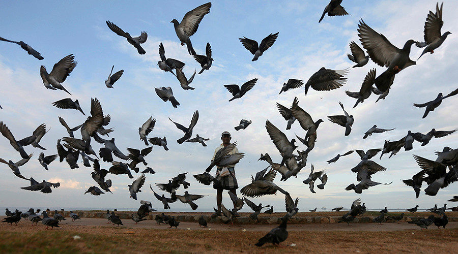 Pigeons