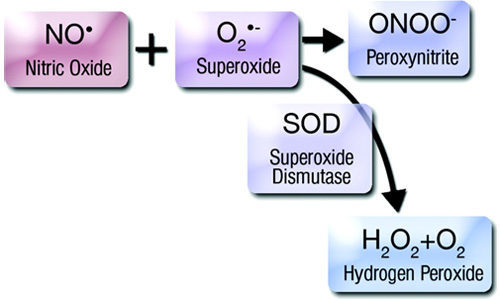 nitric oxide chain