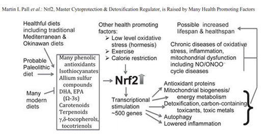 Nrf2 mechanism