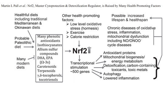 Nrf2 mechanism