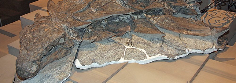 Best-preserved nodosaur