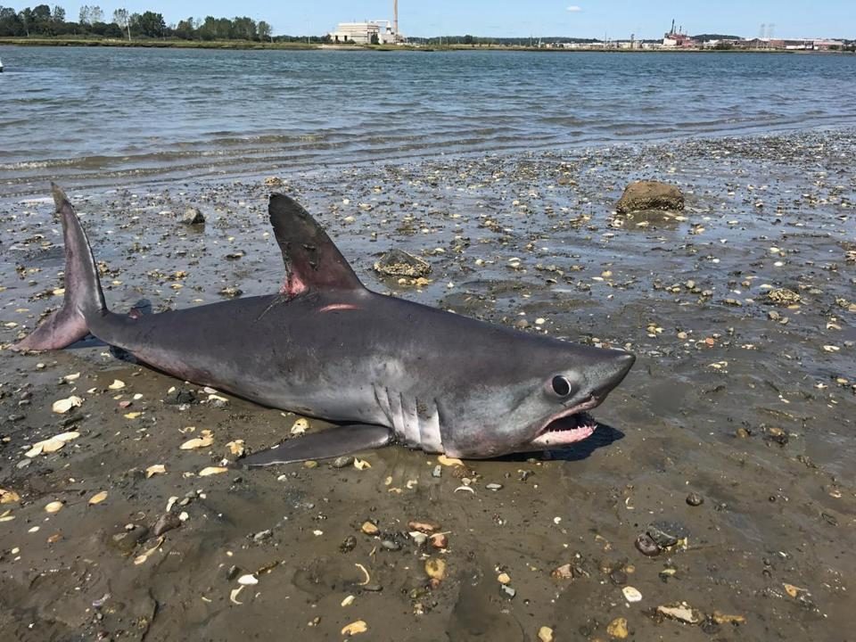This porbeagle shark washed up on Revere Beach dead Friday morning