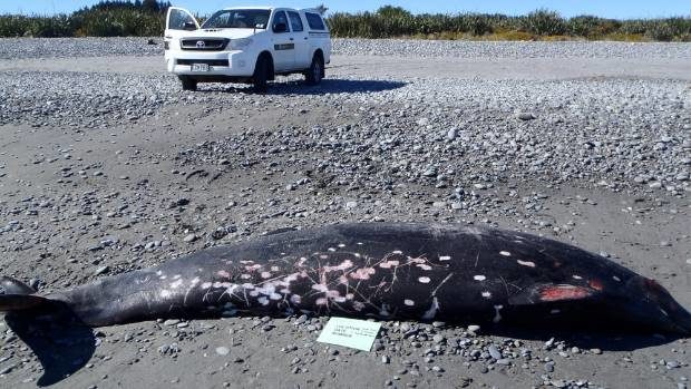 A Gray's beaked whale that washed up dead on a Greymouth beach had its beak illegally removed.