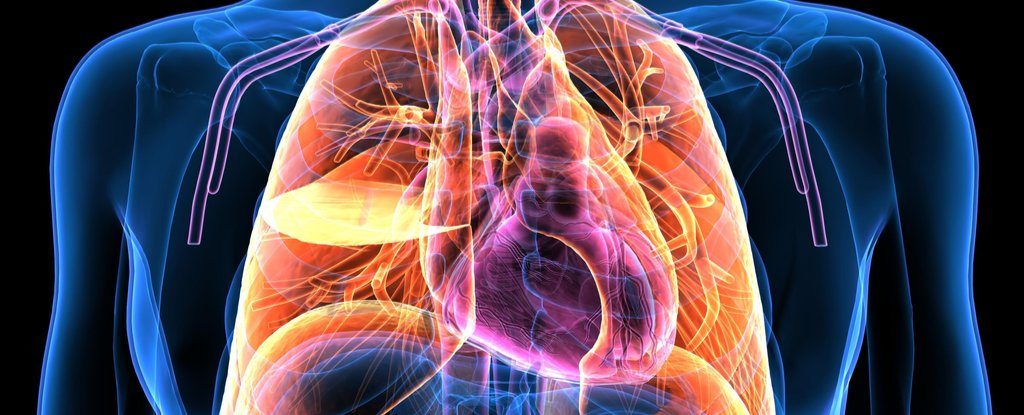 camera photos human body