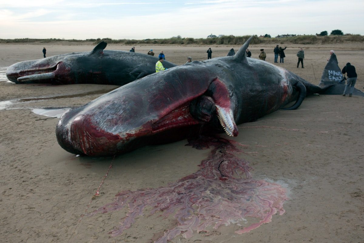 Click to enlarge Beached Whales