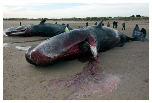 Beached Whales