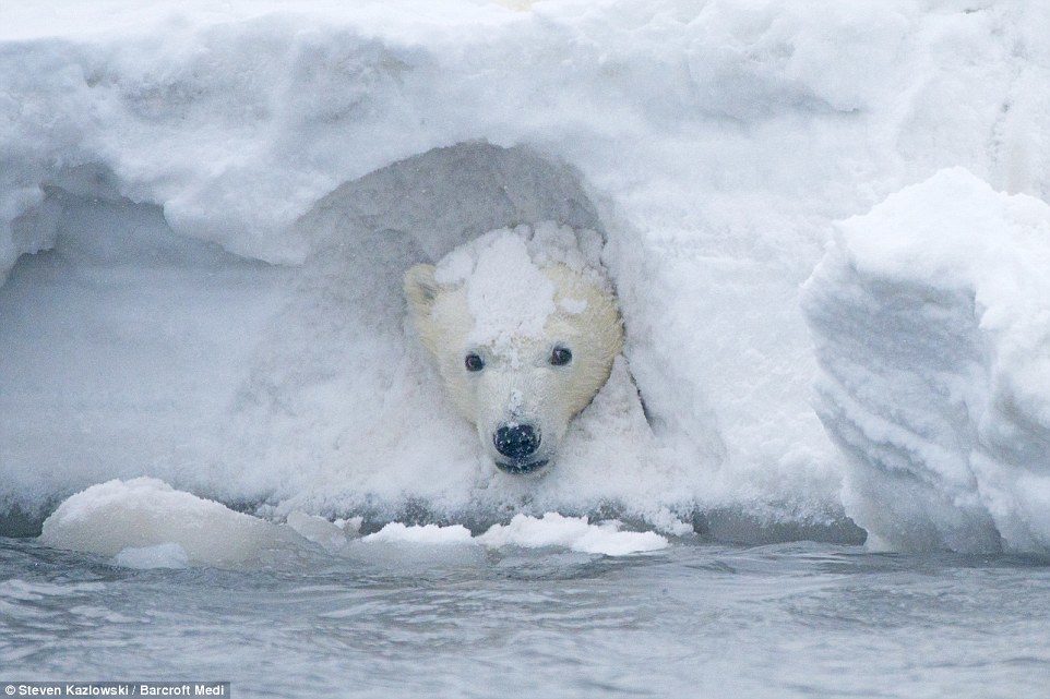 ice bear