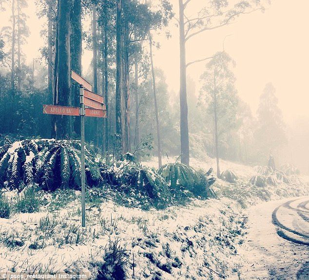 Click to enlarge Parts of Victoria have been blanketed in massive amounts of snow, including coastal areas like Lorne and Apollo Bay