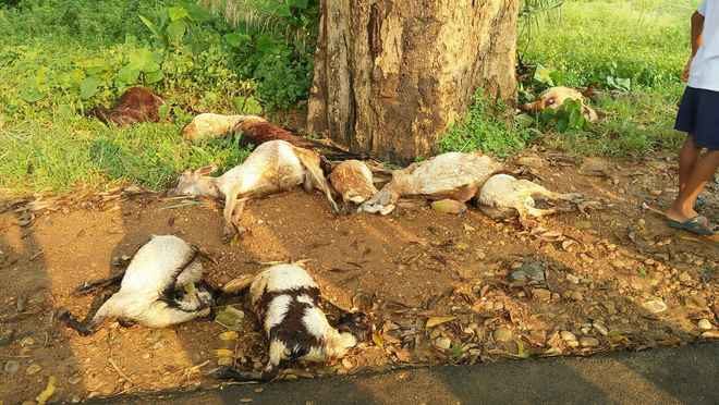 dead goats