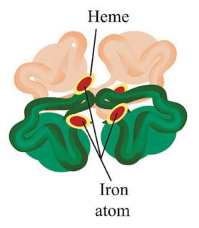 Click to enlarge Structure of hemoglobin.