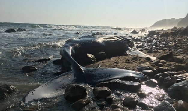 An investigation is underway after two whales washed up dead on Rhode Island shores in two days.