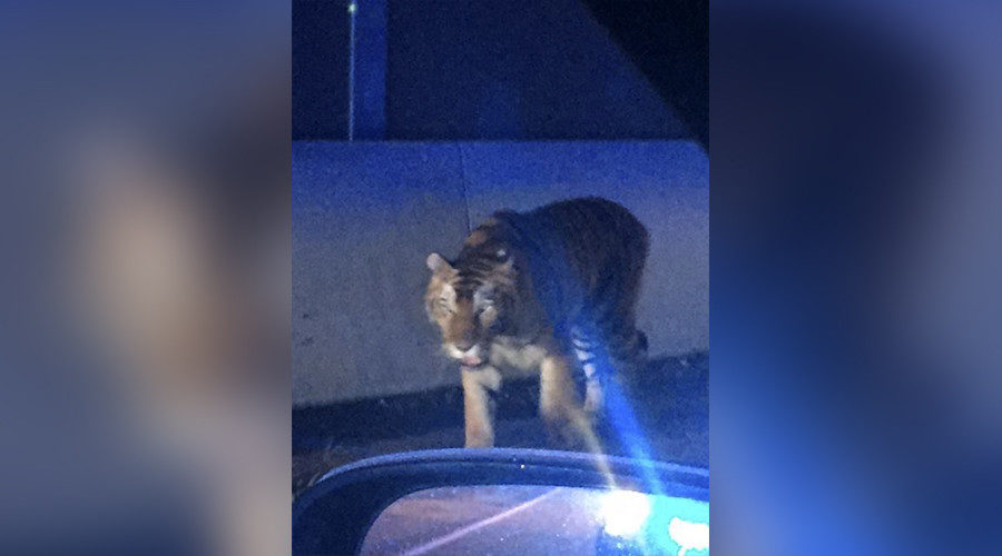 tiger