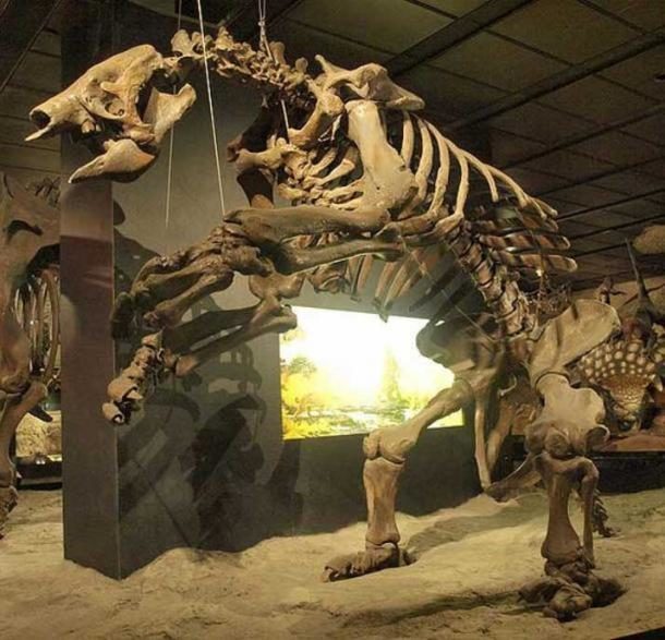 Click to enlarge Remains of a Giant ground sloth