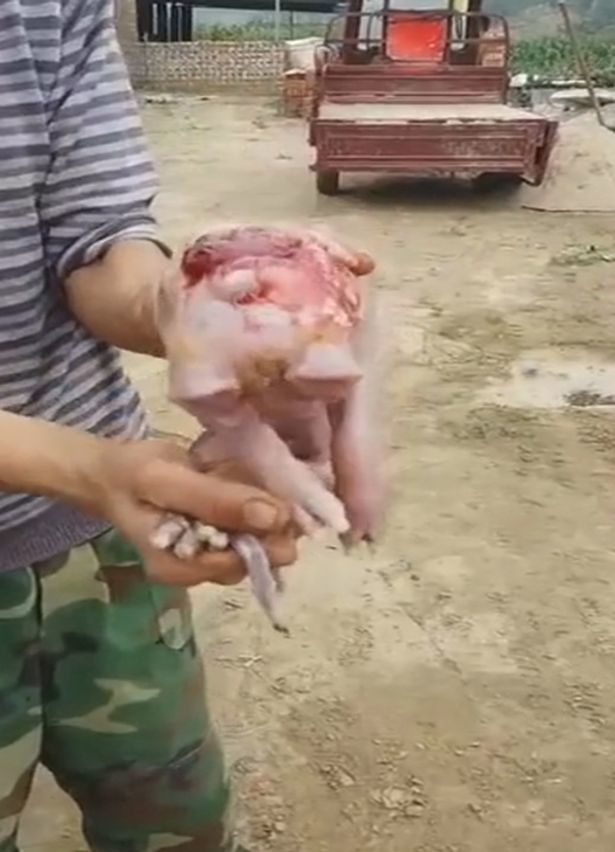 A man holds the two-headed piglet