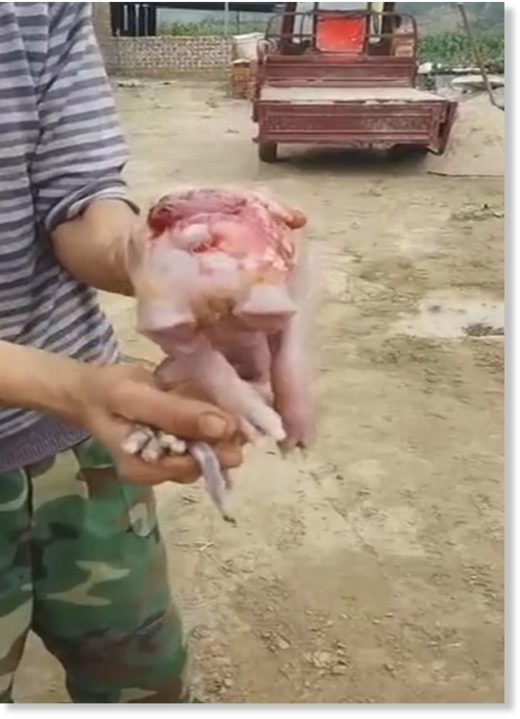 A man holds the two-headed piglet