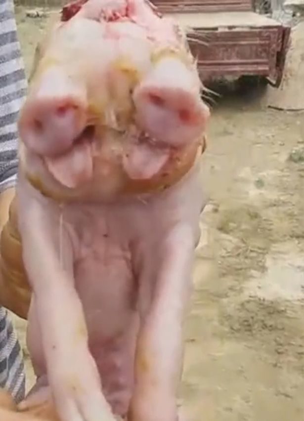 The deformed creature was born with two noses and three eyes to the shock of locals