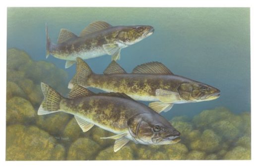 Click to enlarge Walleye