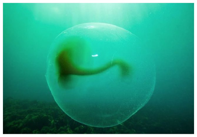 Misteriosas burbujas cerca de Noruega. Dejaron perplejos a los buzos.