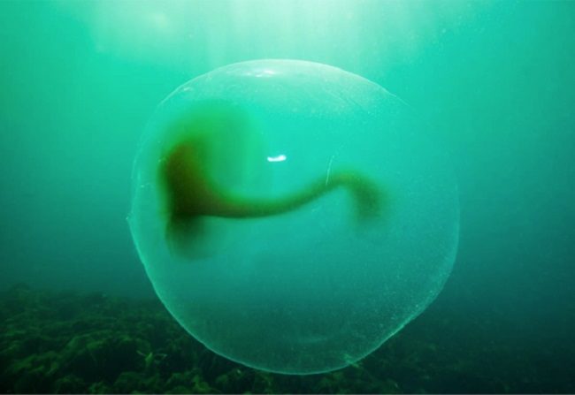 Gelatinous blobs