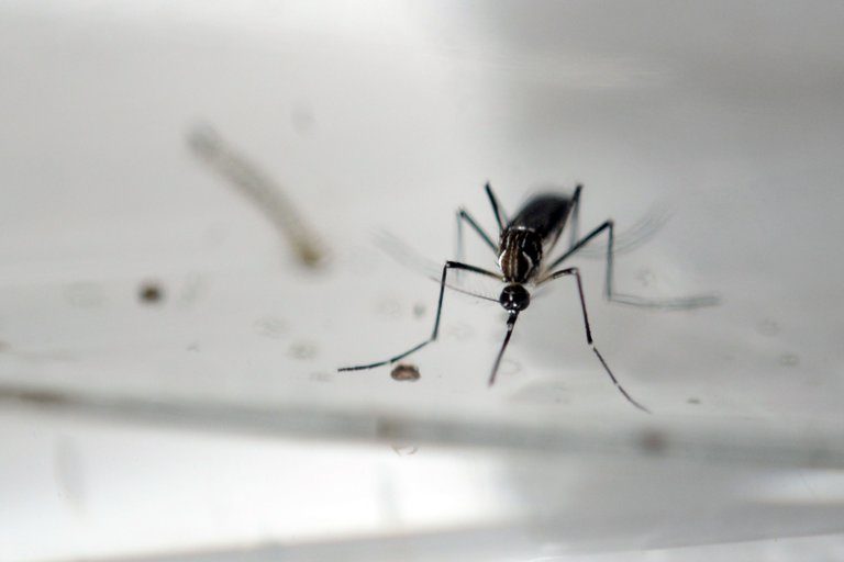 Click to enlarge Aedes aegypti mosquito