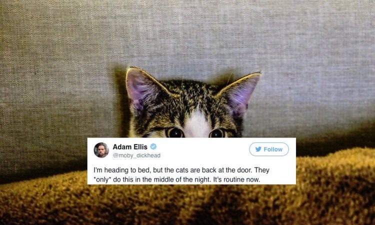 Click to enlarge Cats see ghosts