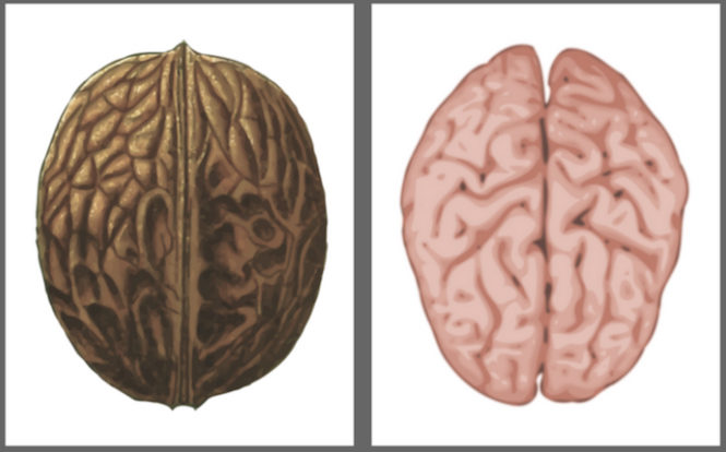 Click to enlarge walnut