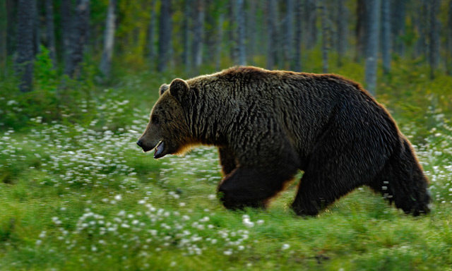 The hunter was fine. The bear, not so much.