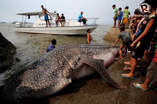 dead whale shark