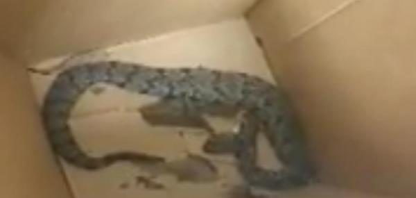 Click to enlarge two headed snake