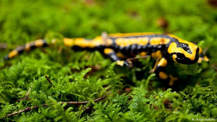 fire salamander